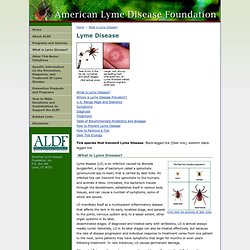 American Lyme Disease Foundation