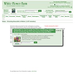 White Flower Farm: The premier American source for plants, shrubs, bulbs, and gardening supplies delivered from our nursery to your home.