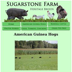 American Guinea Hogs