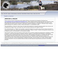 English vs. American - The Labrador Retriever Club, Inc.
