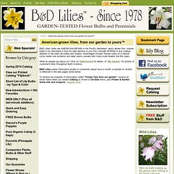 Lily Bulbs (Catalog listing)