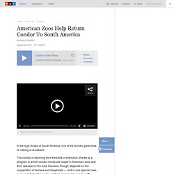 American Zoos Help Return Condor To South America