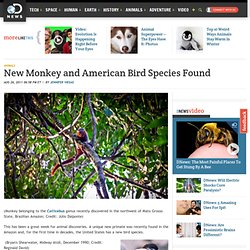 New Monkey and American Bird Species Found