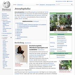 Amorphophallus
