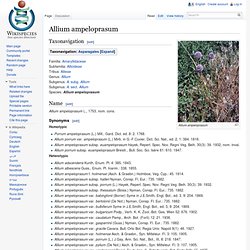 Allium ampeloprasum