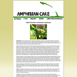 Amphibian Care >> Veiled Chameleon (Chamaeleo calyptratus) Care