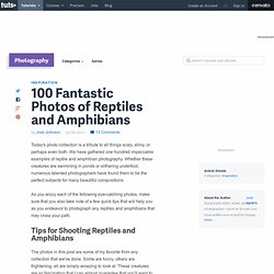 100 Fantastic Photos of Reptiles and Amphibians - StumbleUpon