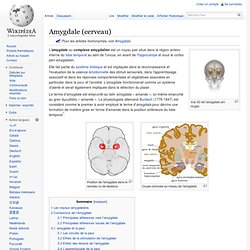 Amygdale (cerveau)