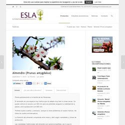 Almendro (Prunus amygdalus) - Agroforestal ESLA
