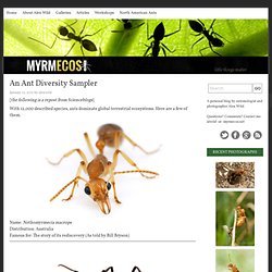 An Ant Diversity Sampler