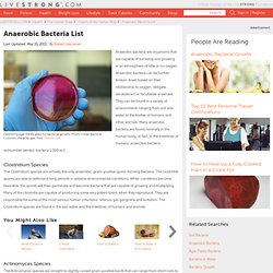 Anaerobic Bacteria List