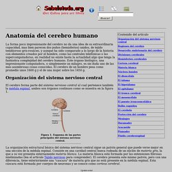 Anatomía de cerebro humano