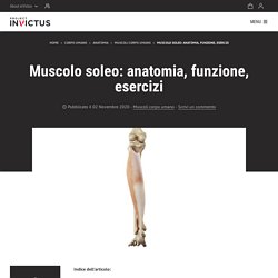 Muscolo soleo: anatomia, funzione, esercizi - Project inVictus
