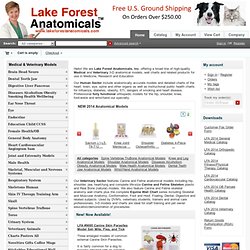 Anatomical Models Human Canine Feline Medically Accurate Lake Forest Anatomicals