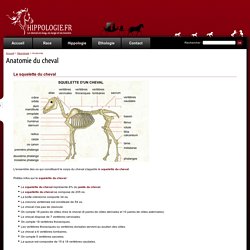 L'anatomie du cheval dans son ensemble - Hippologie.fr
