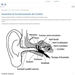 Anatomie et fonctionnement de l’oreille