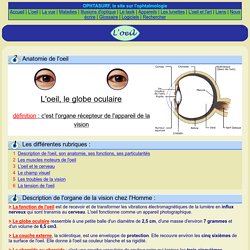 Anatomie de l'oeil : le globe oculaire