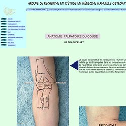 anatomie palpatoire coude