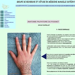 anatomie palpatoire poignet