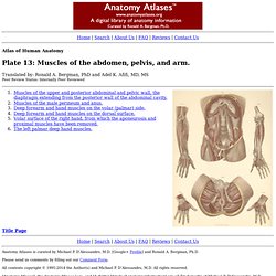 Atlas of Human Anatomy: Plate 13