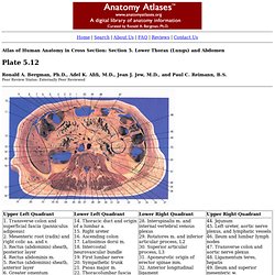 Atlas of Human Anatomy in Cross Section: Section 5. Lower Thorax (Lungs) and Abdomen