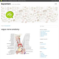 vagus nerve anatomy : bayramtam