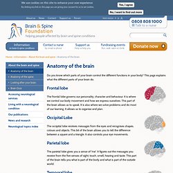 Brain & Spine Foundation - Anatomy of the brain