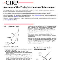 Anatomy of the Penis and Mechanics of Intercourse