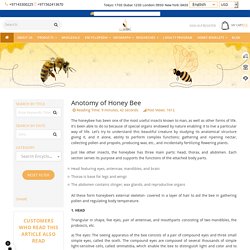 Anatomy of Honey Bee