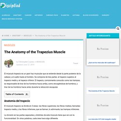 The Anatomy Of The Trapezius Muscle - Disciplied