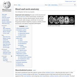 Head and neck anatomy