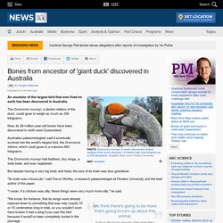 Bones from ancestor of 'giant duck' discovered in Australia