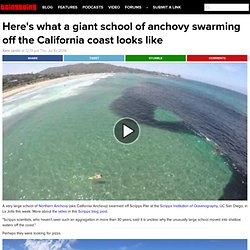 Here's what a giant school of anchovy swarming off the California coast looks like