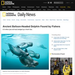 Ancient Balloon-Headed Dolphin Found by Fishers