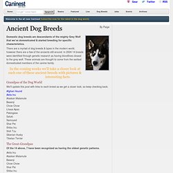 Ancient Dog Breeds