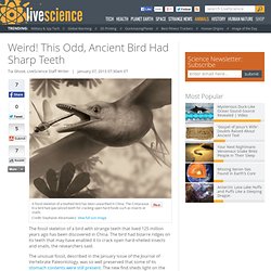Weird! This Odd, Ancient Bird Had Sharp Teeth