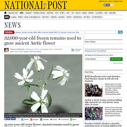 32,000-year-old Arctic flower: Ancient remains used to grow plant not seen in millennia