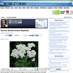 Yarrow: Ancient Insect Repellent