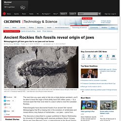 Ancient Rockies fish fossils reveal origin of jaws