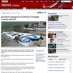 Ancient sturgeon in China's Yangtze 'nearly extinct'