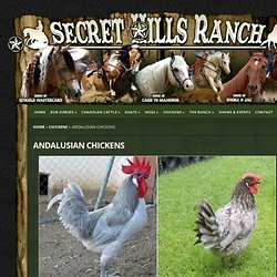 Andalusian Chickens
