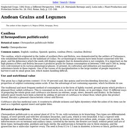 Andean Grains and Legumes
