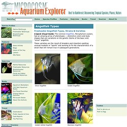 Angelfish Types - Microcosm Aquarium Explorer
