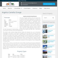 Angelica Camellia Orange