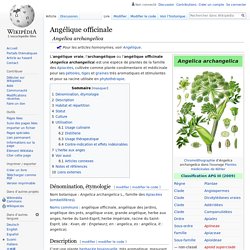 Angélique officinale