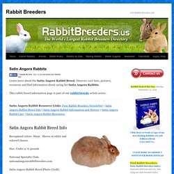 Satin Angora Rabbits