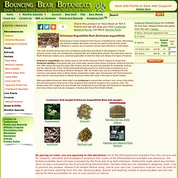 Echinacea Angustifolia Root (Echinacea angustifolia) Bulk Herb For Sale Bouncing Bear Botanicals supplies kratom and sacred and exotic plants including amanita muscaria ayahuasca and more