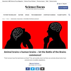 Animal brains v human brains – let the Battle of the Brains commence!