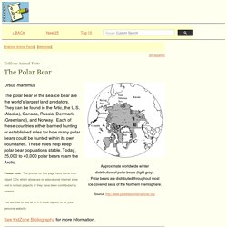 Animal Facts: The Polar Bear
