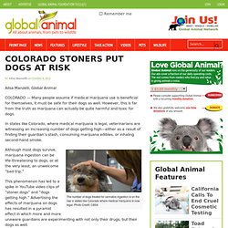 Animal Health Colorado Pot Smokers Get Dogs High, Risk Death